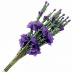 Heather - Purple (6 bunches x  12 stems)