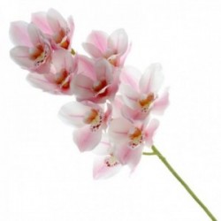 Real Touch Cymbidium Orchid - Pale Pink (70cm long, 9 heads)