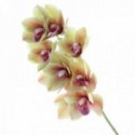 Real Touch Cymbidium Orchid - Green (70cm long, 9 heads)