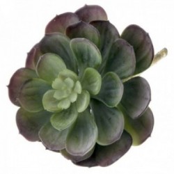 Large Echeveria Succulent - Green (15cm diameter, 18cm Long)