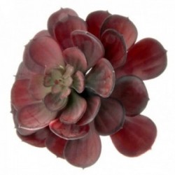Large Echeveria Succulent - Red (15cm diameter, 18cm Long)