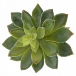 Stonecrop Succulent - Green (10cm diameter, 16cm Long)