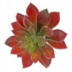 Stonecrop Succulent - Red (10cm diameter, 16cm Long)