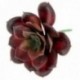 Echeveria Succulent - Red (10cm diameter, 11cm Long)