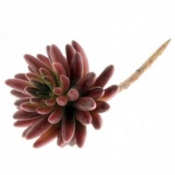 Live Forever Succulent - Red (11cm diameter, 14cm Long)