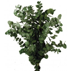 Preserved Spiral Eucalyptus - Green (150g per pack, 50-80cm tall)