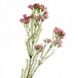 Wax Flower Spray - Pink (77cm long)