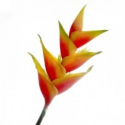 Artificial Heliconia Stem - Natural (91cm long)