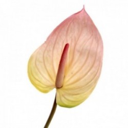 Real Touch Anthurium - Light Pink (76cm long)