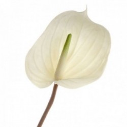 Real Touch Anthurium - Cream (76cm long)