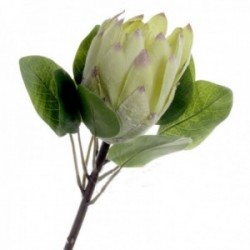 Protea - Green (65cm long)