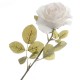 Rose - Cream (70cm long)
