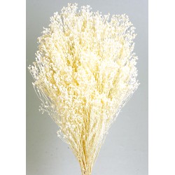 Preserved Broom Blooms - White (50cm tall, 100g)