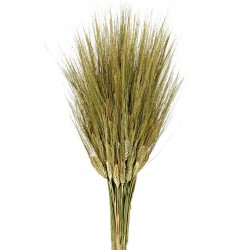 Dried Triticum - Natural (80cm long, 200g per pk)