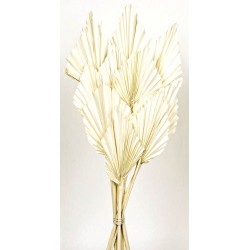 Palm Spear - White (10pcs per pk)
