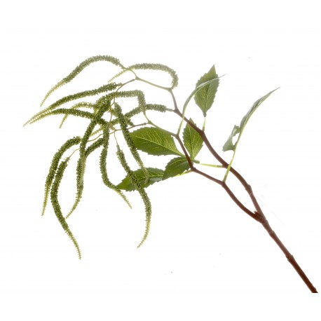 Amaranthus Spray - Green (95cm long, 14 heads)