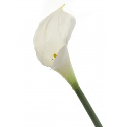 Real Touch Calla Lily - White/Cream (68cm long)