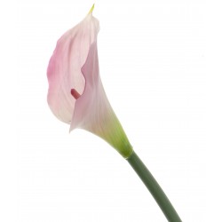 Real Touch Calla Lily - Pink/Cream (68cm long)