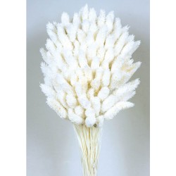 Phalaris - White (80cms long, 150g per pk)