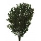 Preserved Ruscus - Natural Green (150g)
