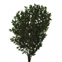 Preserved Ruscus - Green (70-80cm long, 150g)