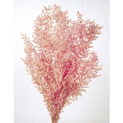 Preserved Ruscus - Pink (70-80cm long)