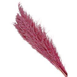Cana Silvestre - Pink (approx. 90cm long, approx. 6pcs per pk)