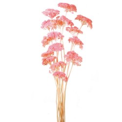 Achillea Filipendulina - Light Pink (100g)