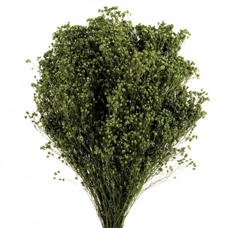 Preserved Broom Blooms - Dark Green (50cm tall, 100g)