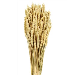 Wheat - Natural (60cm tall)