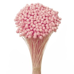 Amarelino - Light Pink (45cm tall, 120g)
