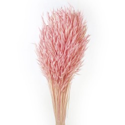 Avena Sativa (Oats) - Light Pink (80cm tall, 200g)