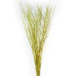 Mustard Grass - Green (1m tall, 100g)