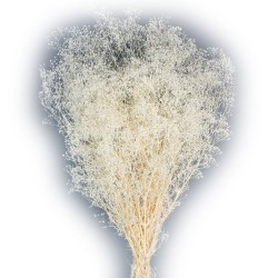 Preserved Gypsophila Mini - White (40/50cm tall, 100g per pk)