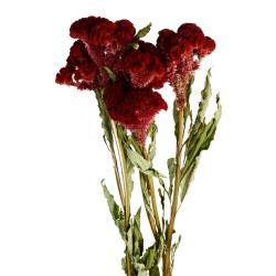 Celosia Cristata - Natural (50cm tall, 5 pcs per pk)