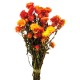 Helichrysum - Orange (50cm tall)