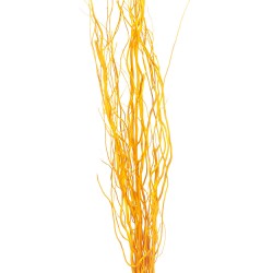 Salix - Yellow (1m tall, 10 pcs per pk)