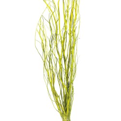 Salix - Green (1m tall, 10 pcs per pk)