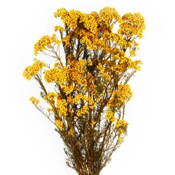 Preserved Rice Flower - Yellow (60cm tall, 100g)