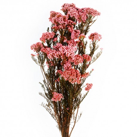Preserved Rice Flower - Light Pink (60cm tall, 100g)