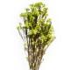 Preserved Rice Flower - Lime Green (60cm tall, 100g)