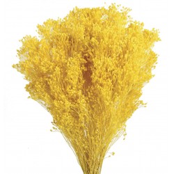 Preserved Broom Blooms - Yellow (50cm tall, 100g)