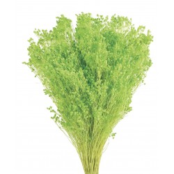 Preserved Broom Blooms - Lime Green (100g)