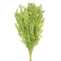 Preserved Ruscus - Lime Green (70-80cm long)