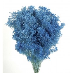 Preserved Broom Blooms - Blue (100g)