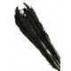 Cana Silvestre - Black (approx. 90cm long, approx. 6pcs per pk)