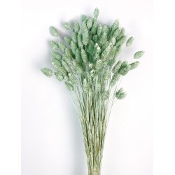 Phalaris - Dusty Green (80cms long, 150g per pk)