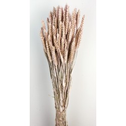 Wheat - Dusty Pink (60cm tall)