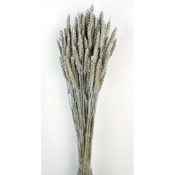 Wheat - Dusty Grey (60cm tall)