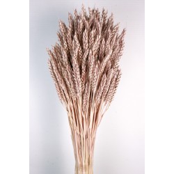 Wheat - Antique Mauve (60cm tall)